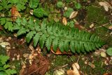 genus Polystichum