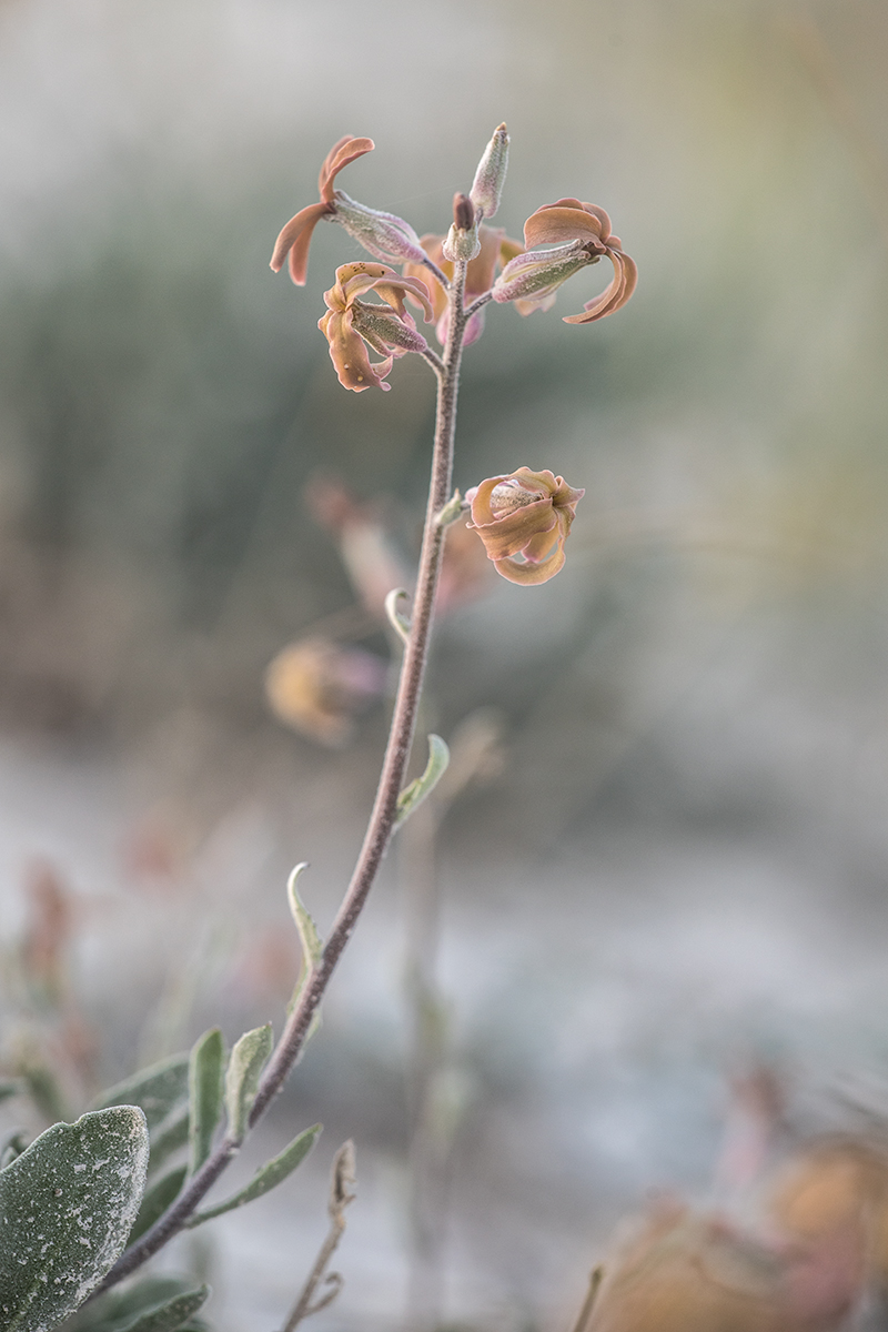 Изображение особи Matthiola fragrans.