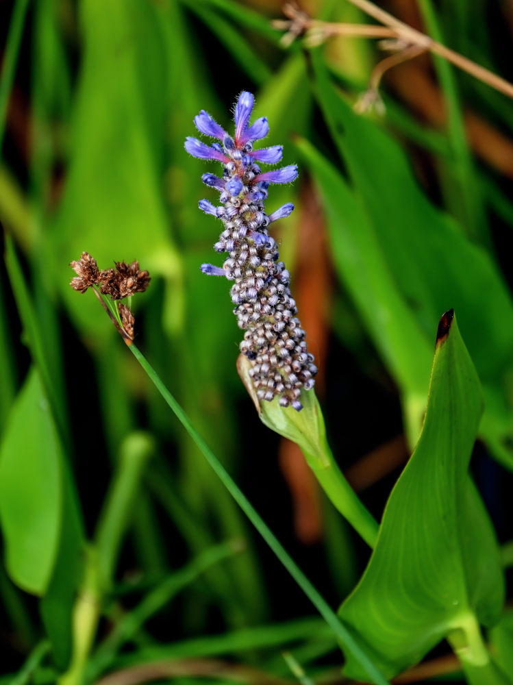 Изображение особи Pontederia cordata.