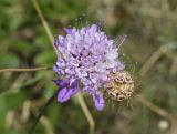 семейство Dipsacaceae