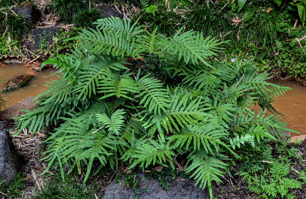 Изображение особи Phlebodium pseudoaureum.