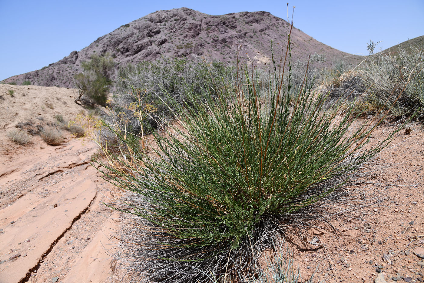Изображение особи семейство Asteraceae.