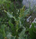 genus Rumex. Верхушка растения с развивающимся соцветием. Турция, ил Хаккари, Кырыкдаг Яйла, ок. базового лагеря, выс. ок. 2550 м н.у.м., луг. 24 мая 2025 г.