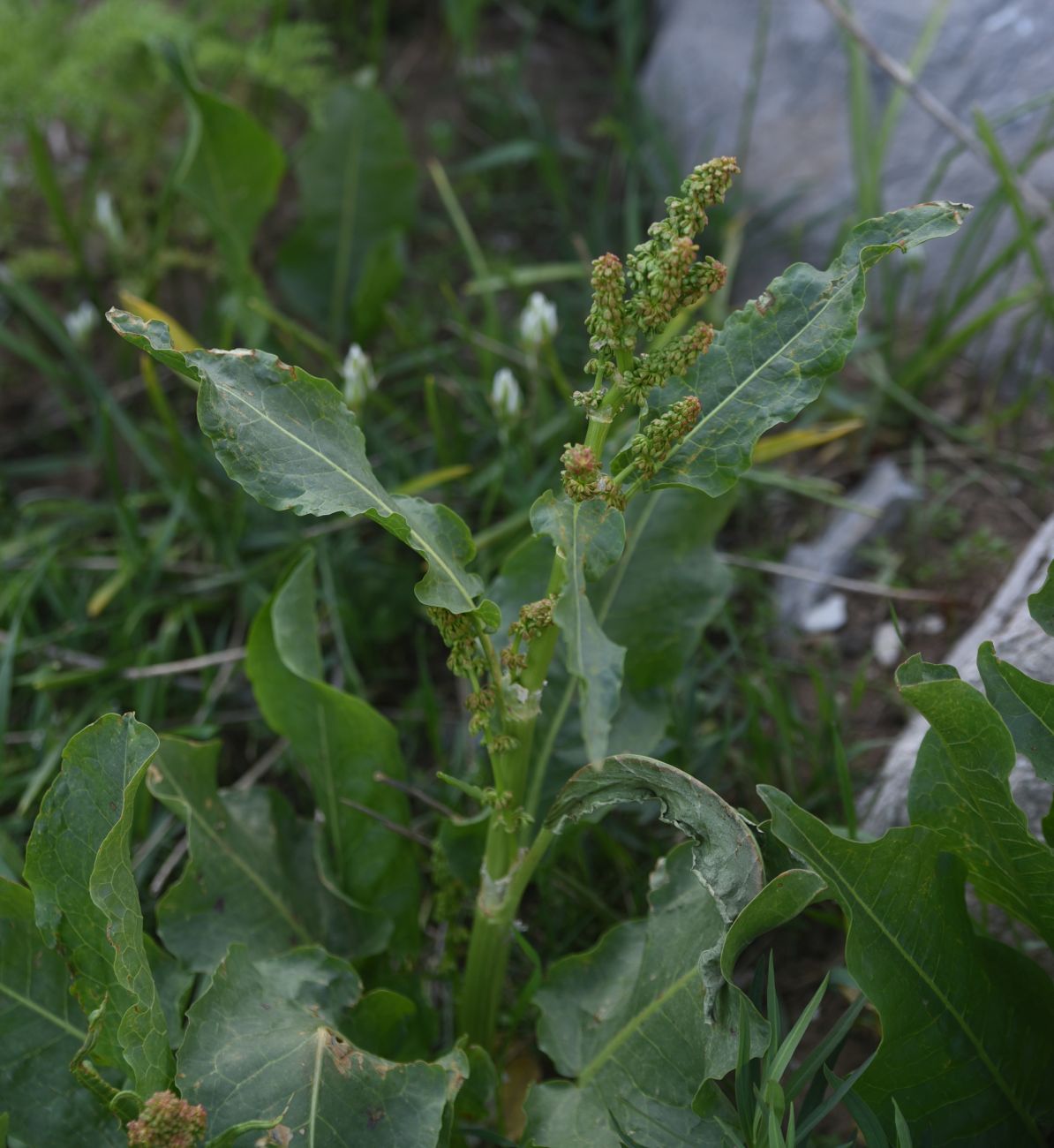 Image of genus Rumex specimen.
