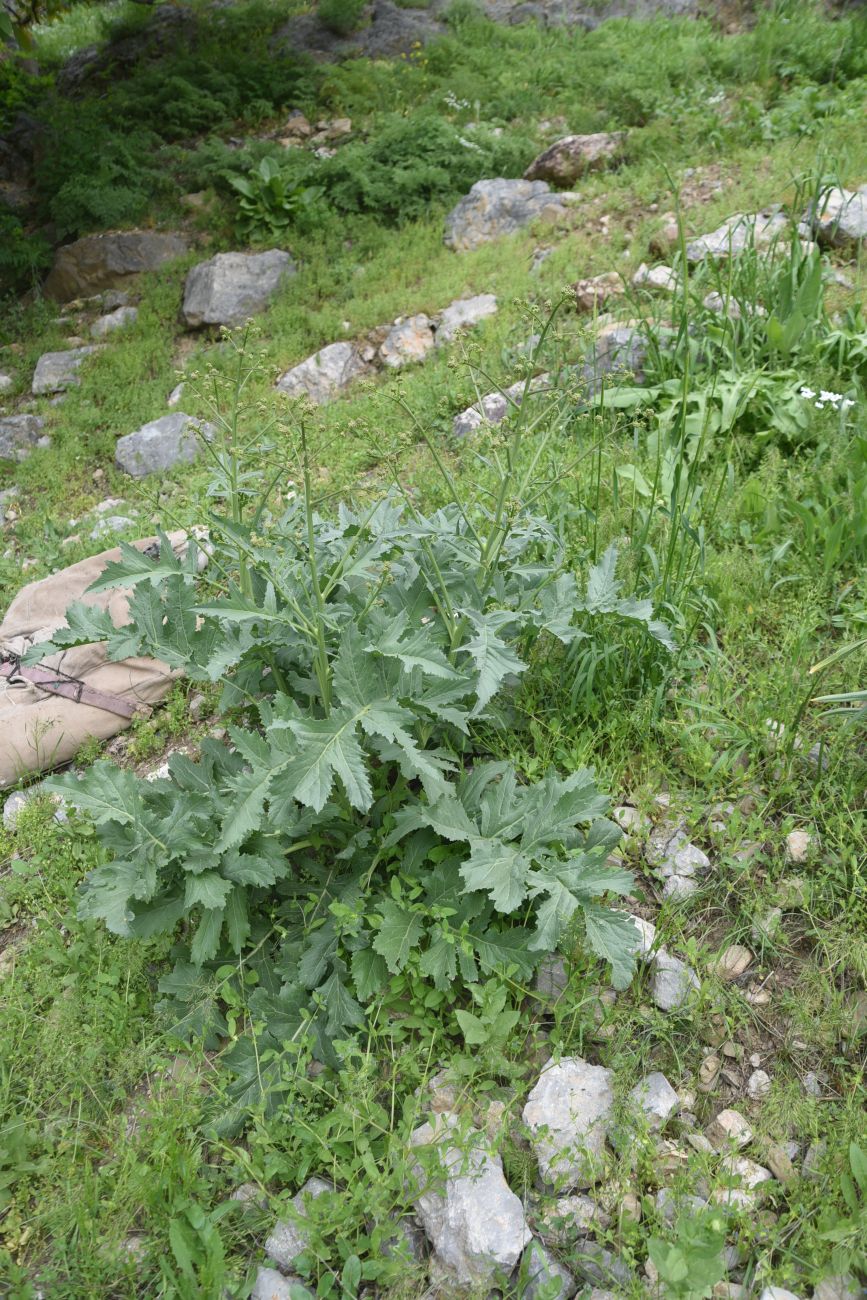 Изображение особи Crambe orientalis.