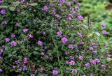 Lantana montevidensis