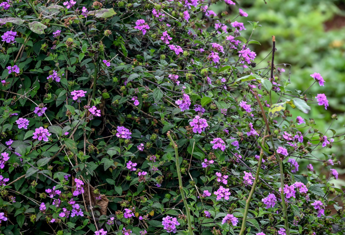 Изображение особи Lantana montevidensis.