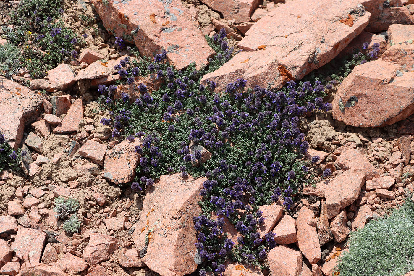 Image of Dracocephalum paulsenii specimen.