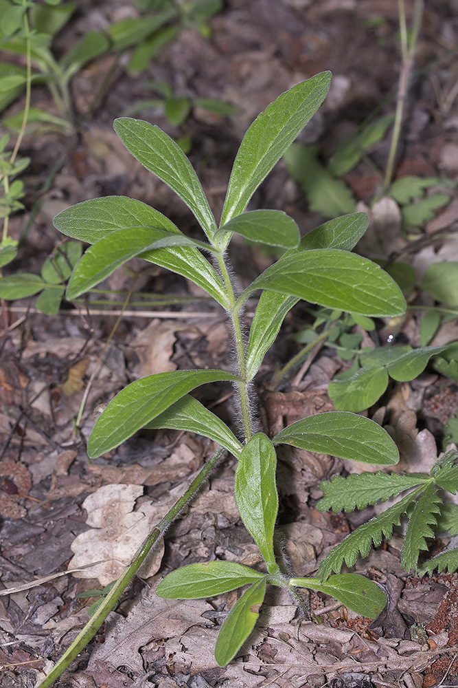 Image of class Magnoliopsida specimen.