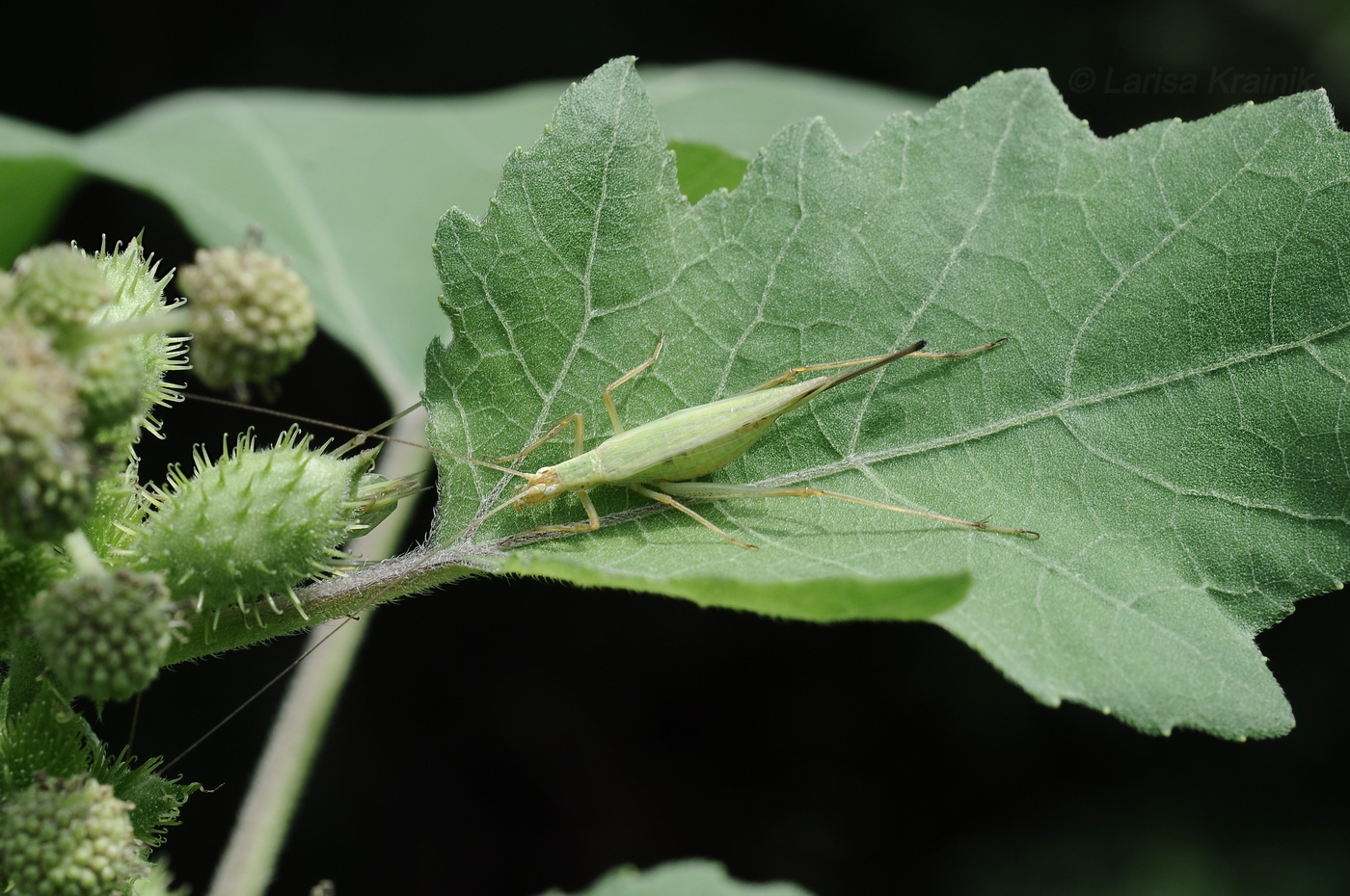 Image of Xanthium orientale specimen.