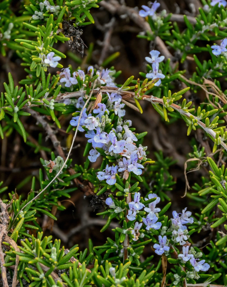 Изображение особи Rosmarinus officinalis.