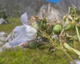 Gadellia lactiflora. Соцветие с цветком и плодами. Адыгея, Кавказский биосферный запов., Фишт-Оштенский массив, пер. Армянский, ≈ 1800 м н.у.м., субальпийский луг среди скал. 30.08.2015.