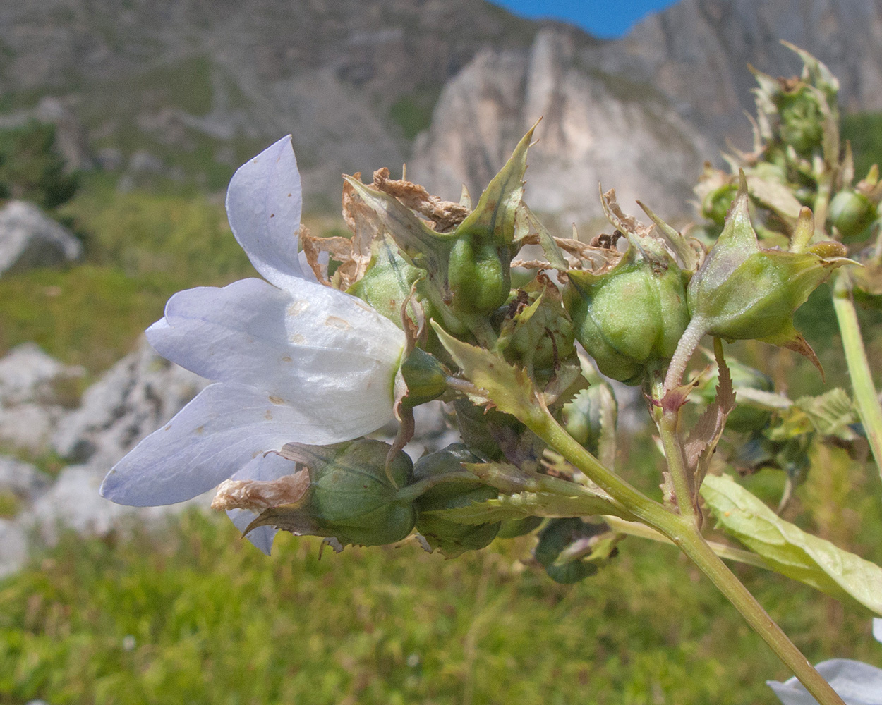 Image of Gadellia lactiflora specimen.