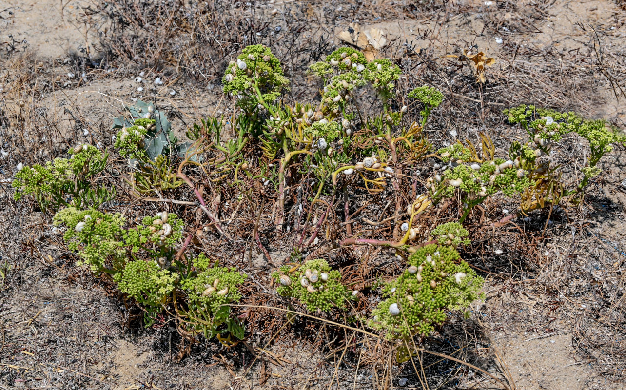 Изображение особи Crithmum maritimum.
