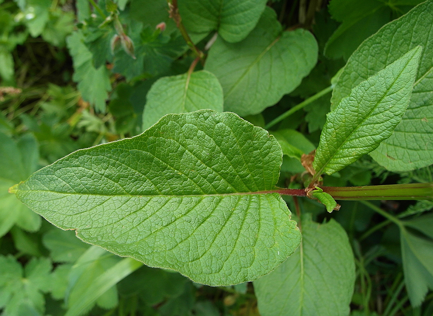 Изображение особи Aconogonon songaricum.