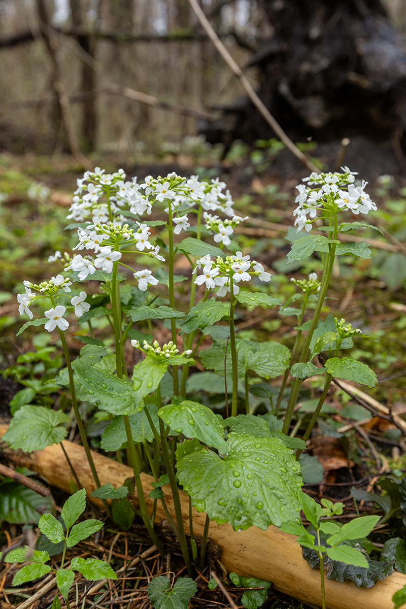 Image of Pachyphragma macrophyllum specimen.