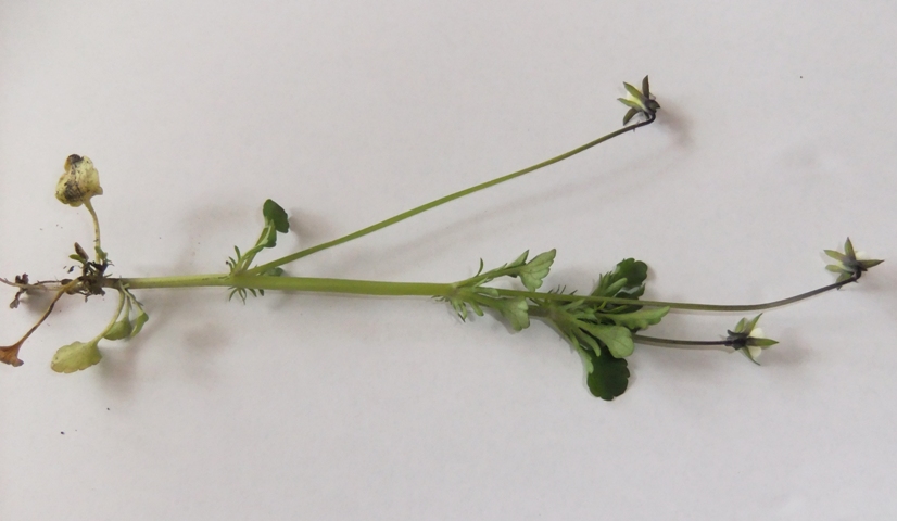 Image of Viola arvensis specimen.