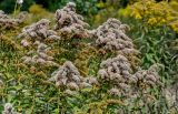 Solidago canadensis. Верхушки побегов с соплодиями. Тульская обл., Заокский р-н, окр. дер. Дворяниново, окраина залежи. 07.09.2025.