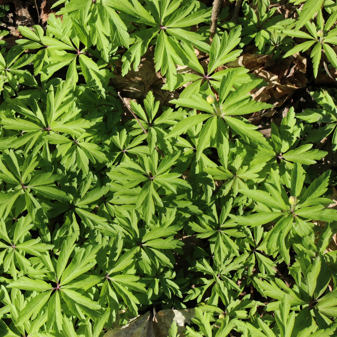 Изображение особи Anemone ranunculoides.