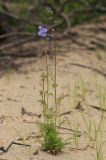 Polemonium chinense. Цветущее растение. Приморский край, Ханкайский р-н, окр. с. Новониколаевка, оз. Ханка, памятник природы \"Мыс Девичьи Пески\", песчаный берег озера. 27.05.2026.