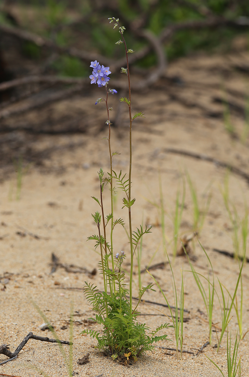 Image of Polemonium chinense specimen.