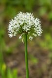 род Allium