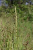 Polypogon viridis