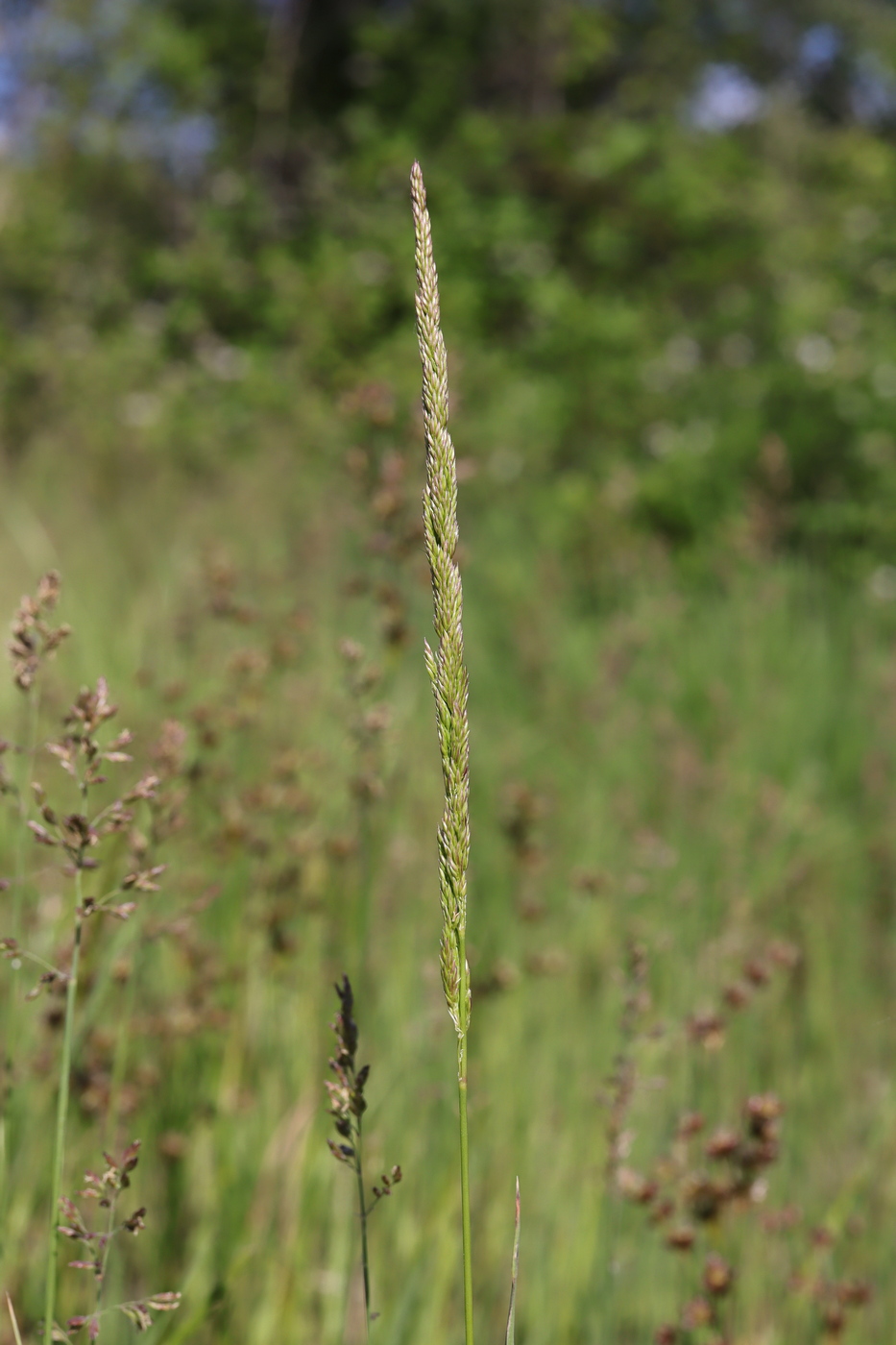 Изображение особи Polypogon viridis.
