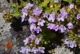 genus Thymus