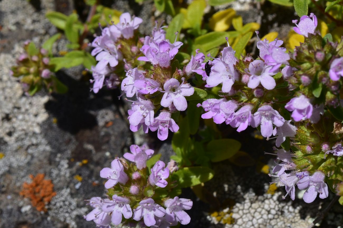 Image of genus Thymus specimen.