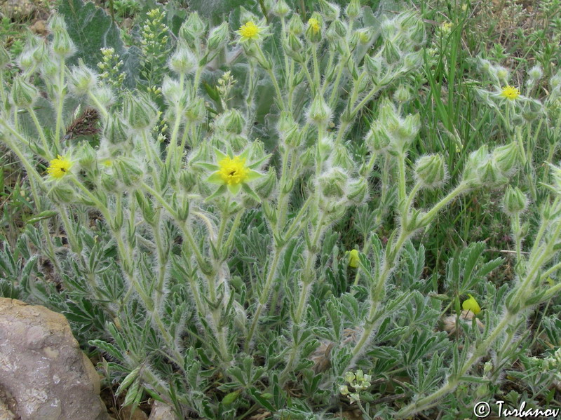 Изображение особи Potentilla callieri.