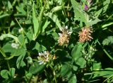 genus Trifolium. Верхушка цветущего растения. Грузия, край Самцхе-Джавахети, Аспиндзский муниципалитет, левый берег р. Кура, ур. Тиреби, 100 м от фермы Серго, высокотравный луг. 10 июня 2026 г.