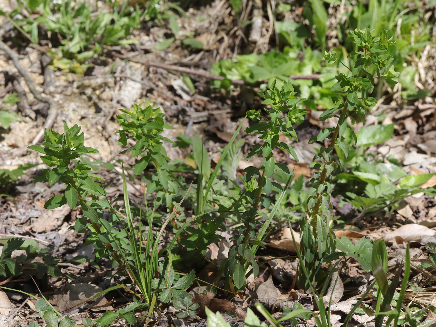 Image of Euphorbia stricta specimen.