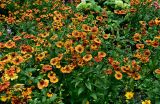 Helenium autumnale. Верхушки цветущих растений. Московская обл., г. Железнодорожный, в культуре. 21.08.2026.