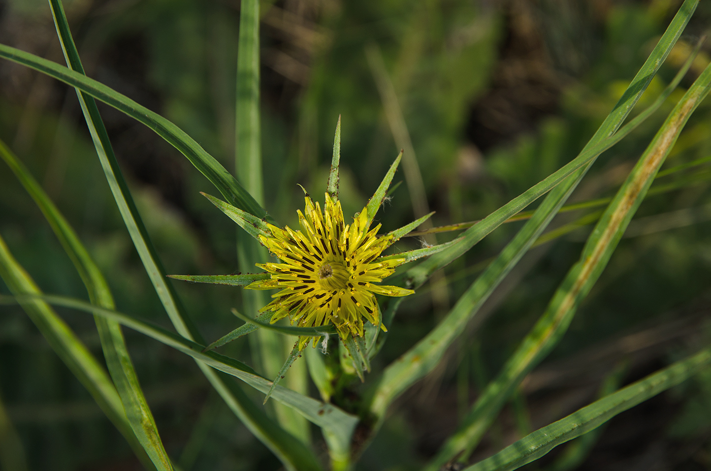 Изображение особи род Tragopogon.