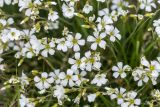 Minuartia circassica. Цветки. Карачаево-Черкесия, Карачаевский р-н, ущ. ручья Тырменлыкол, 2950 м н.у.м., каменистый альпийский луг. 08.08.2026.