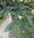 Sequoia sempervirens. Веточки с развивающимися почками. Абхазия, г. Сухум, Ботанический сад. 13.08.2024.
