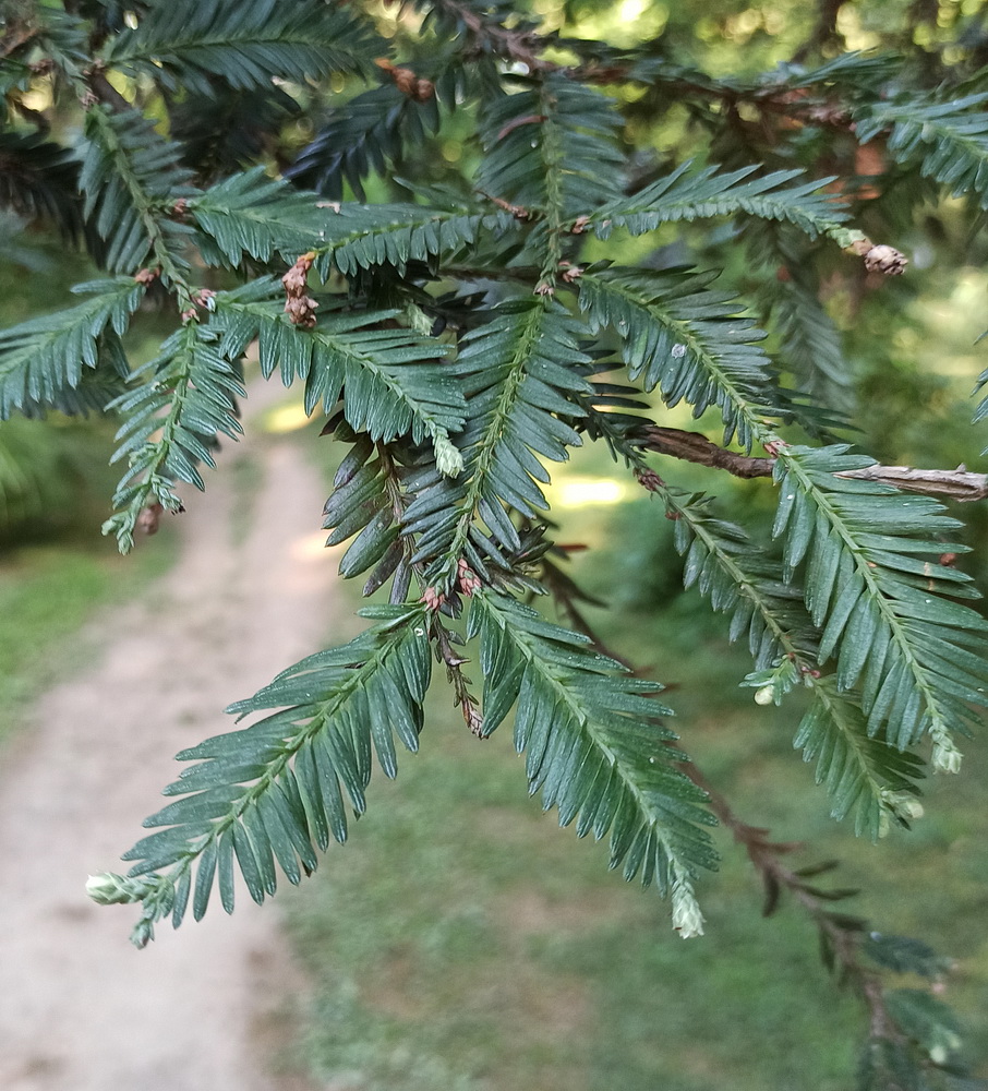 Image of Sequoia sempervirens specimen.
