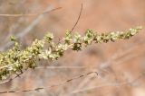 Salsola dzhungarica