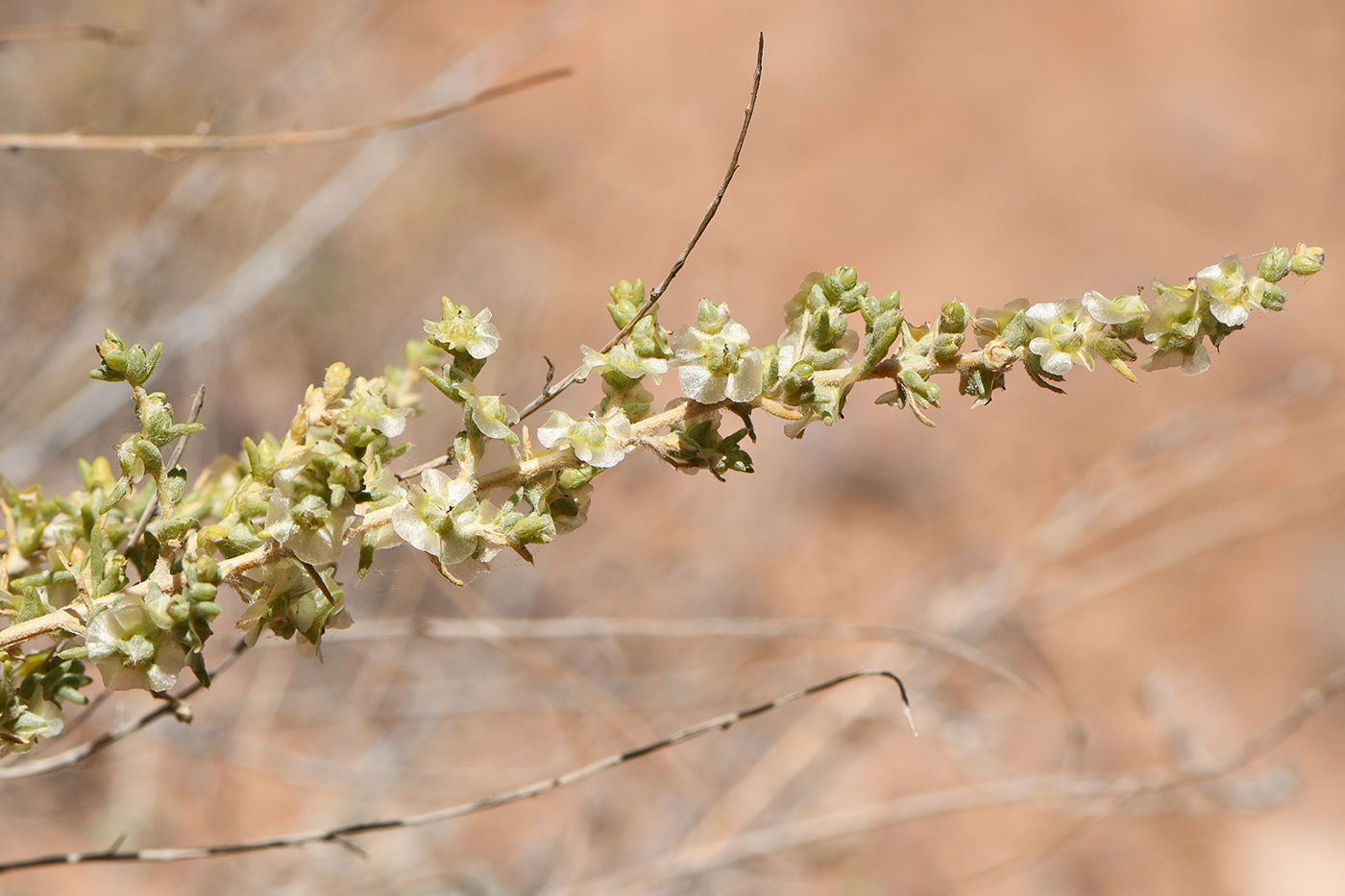 Image of Salsola dzhungarica specimen.