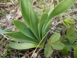 Allium nutans