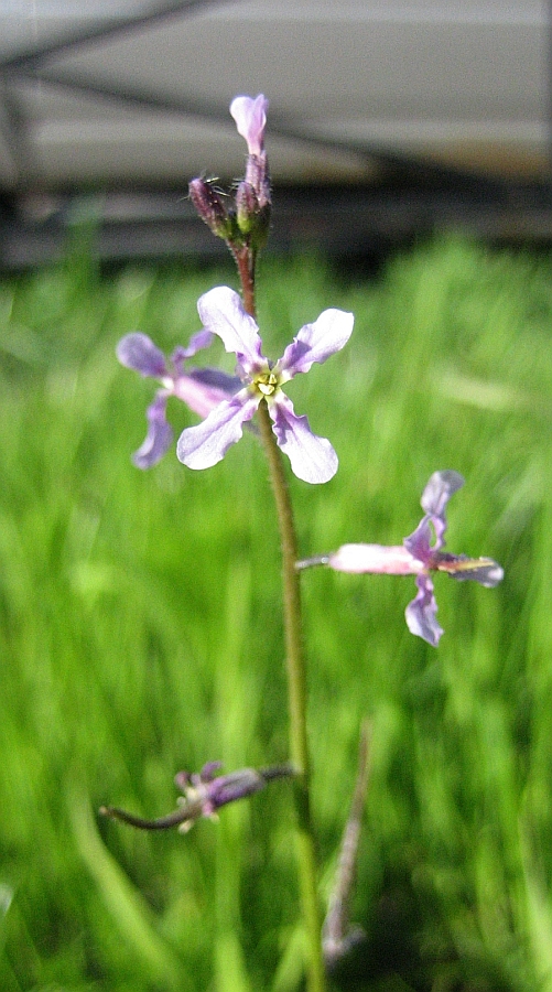 Image of Chorispora tenella specimen.