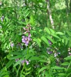 Vicia sepium