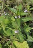 Veronica beccabunga