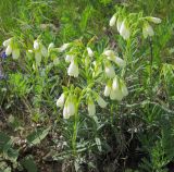 Onosma volgensis. Цветущее растение. Татарстан, Бугульминский р-н. 11.06.2011.