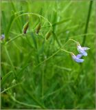 Vicia tetrasperma. Соцветие. Марий-Эл, Звениговский р-н, ДНП \"Лесная поляна\". 25 июня 2011 г.