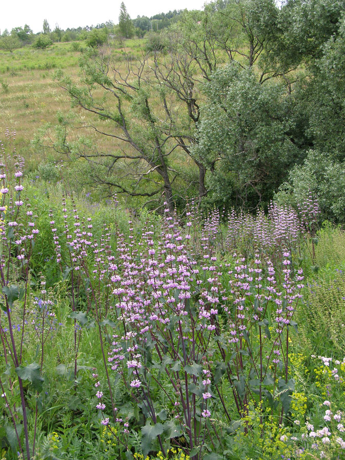 Image of Phlomoides tuberosa specimen.