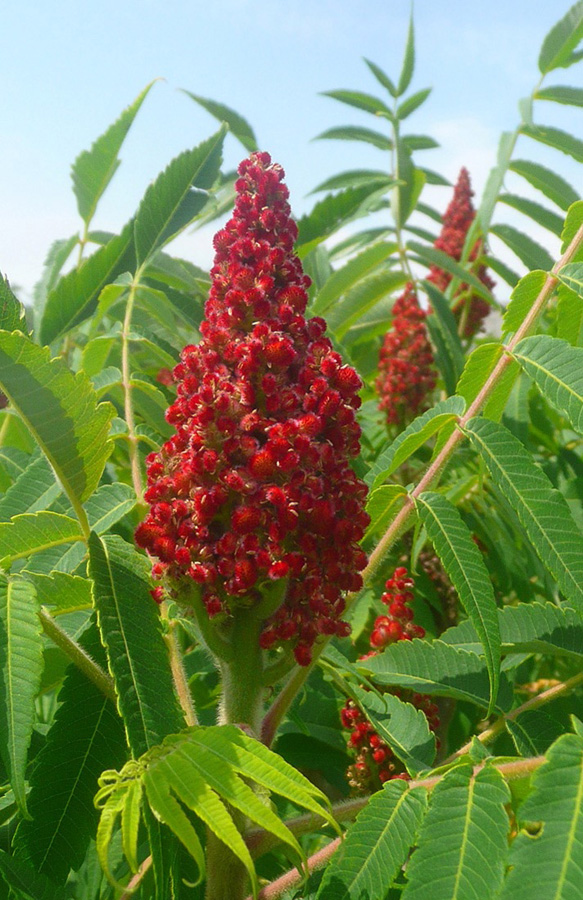 Image of Rhus typhina specimen.