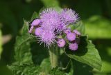 Ageratum houstonianum