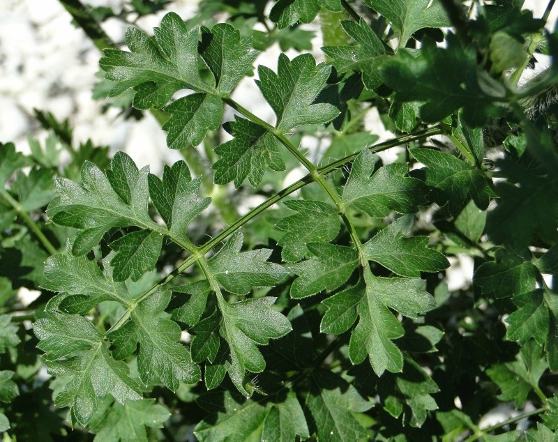 Image of Laserpitium hispidum specimen.